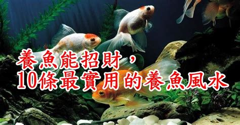 門口養魚風水|養魚能招財，10條最實用的養魚風水（你一定要知道）。